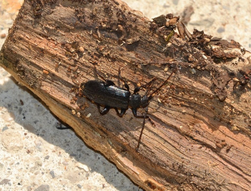 Saphanus piceus piceus, Cerambycidae